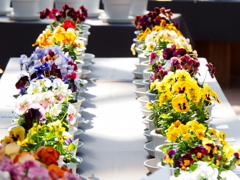 バンジー・ビオラ