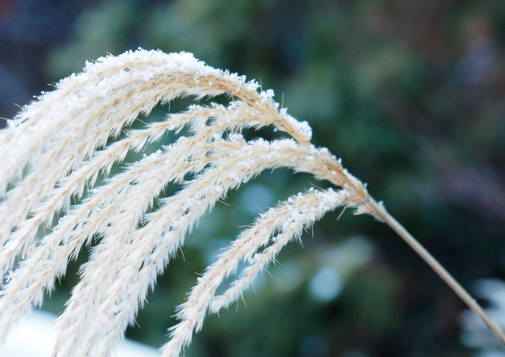 ススキの雪化粧