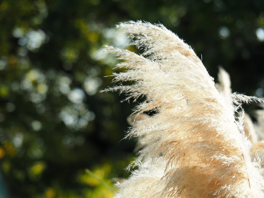 パンパスグラス