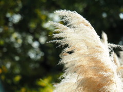 パンパスグラス