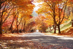 紅葉トンネル