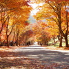 紅葉トンネル