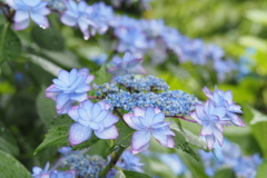 雨の日の額紫陽花