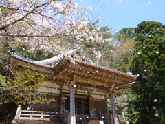 桜吹雪