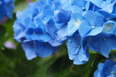 雨の日の紫陽花ブルー