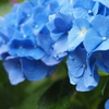 雨の日の紫陽花ブルー