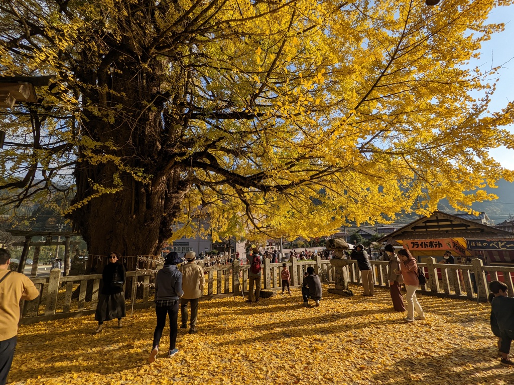 筒賀の銀杏