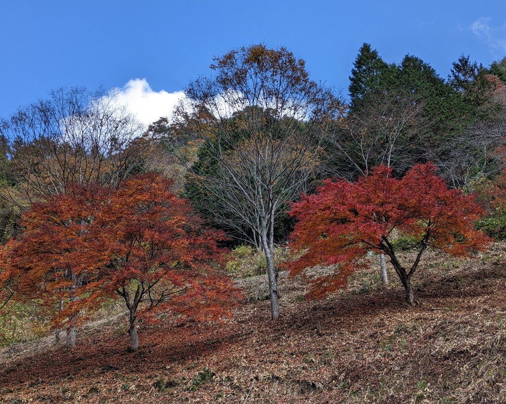 紅葉くらべ