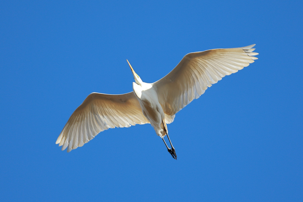 野鳥撮影リベンジ！