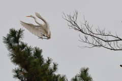 試し鳥①