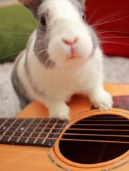 我が家のうさこ