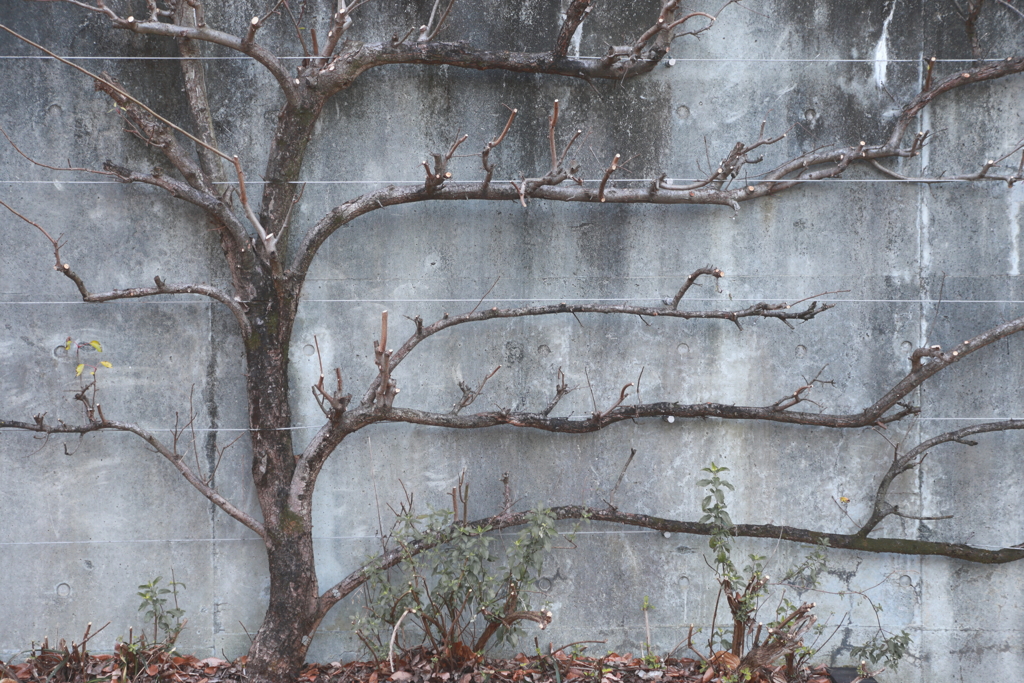 おしゃれっぽい木