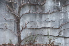 おしゃれっぽい木