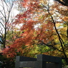 紅葉2022