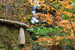 箱根神社にて　その１