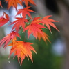 紅葉撮り納め