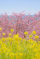 空と桜と菜の花と