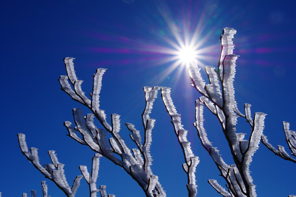 太陽に照らされる樹氷