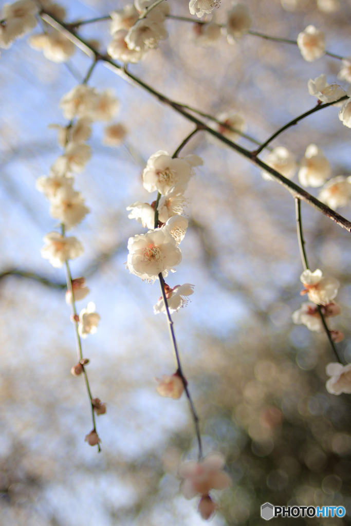 ソラにとける早春の山桜