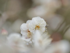 満開の白梅...その2