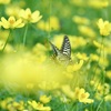 レモンブライトの蜜が好き