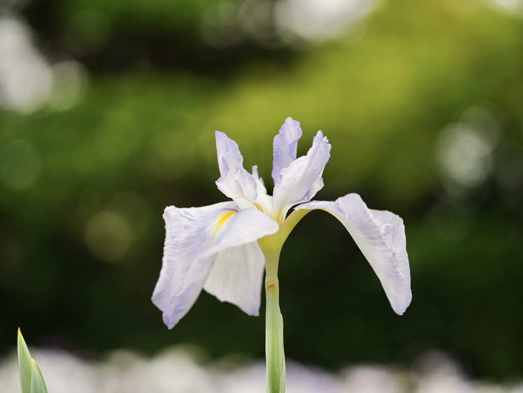 花菖蒲そのII