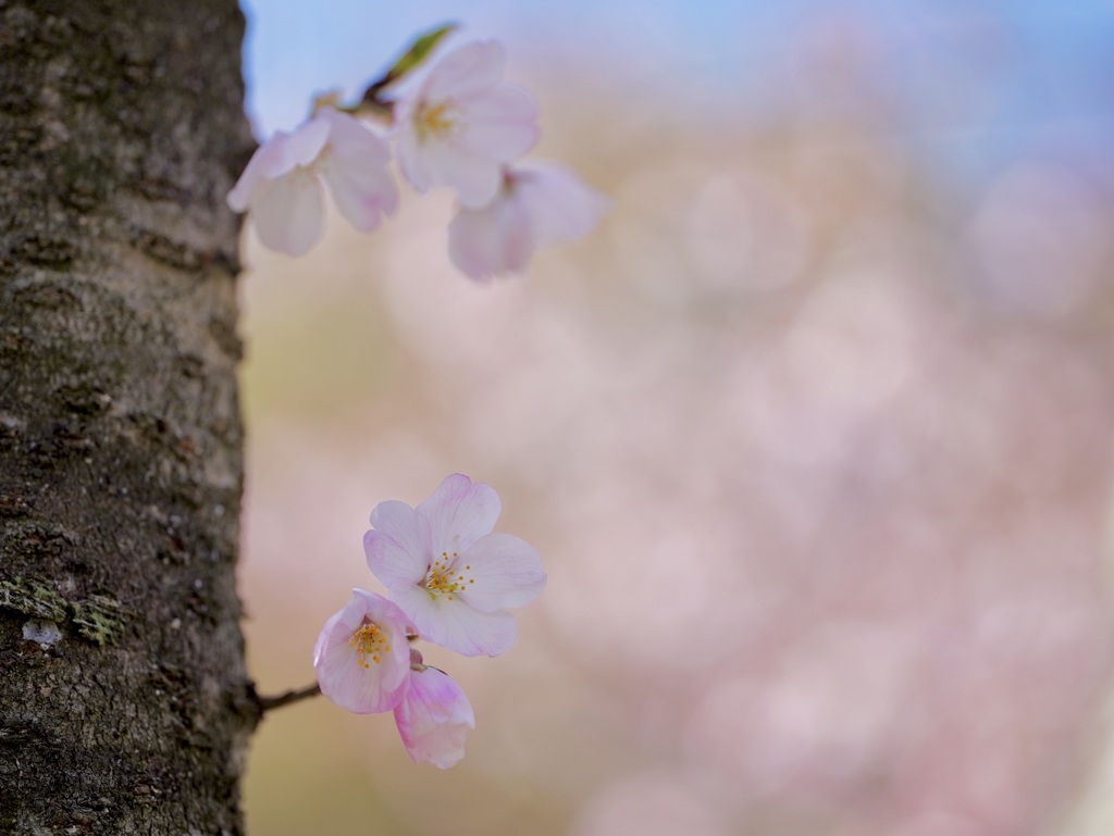 可愛い小枝からも開花