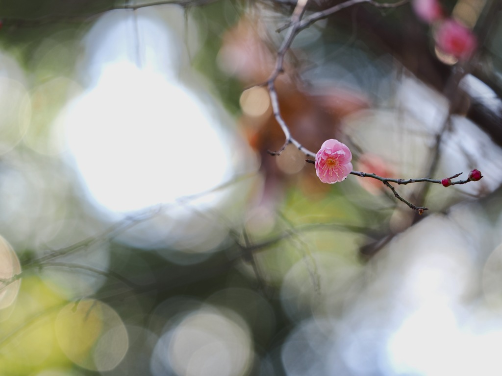 朝の紅梅