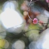 朝の紅梅