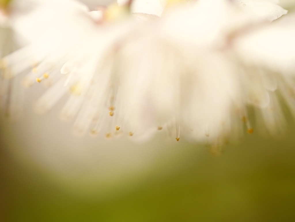 サクランボができる桜の花