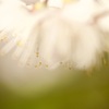 サクランボができる桜の花