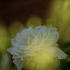 妖艶な秋薔薇