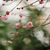 紅梅
