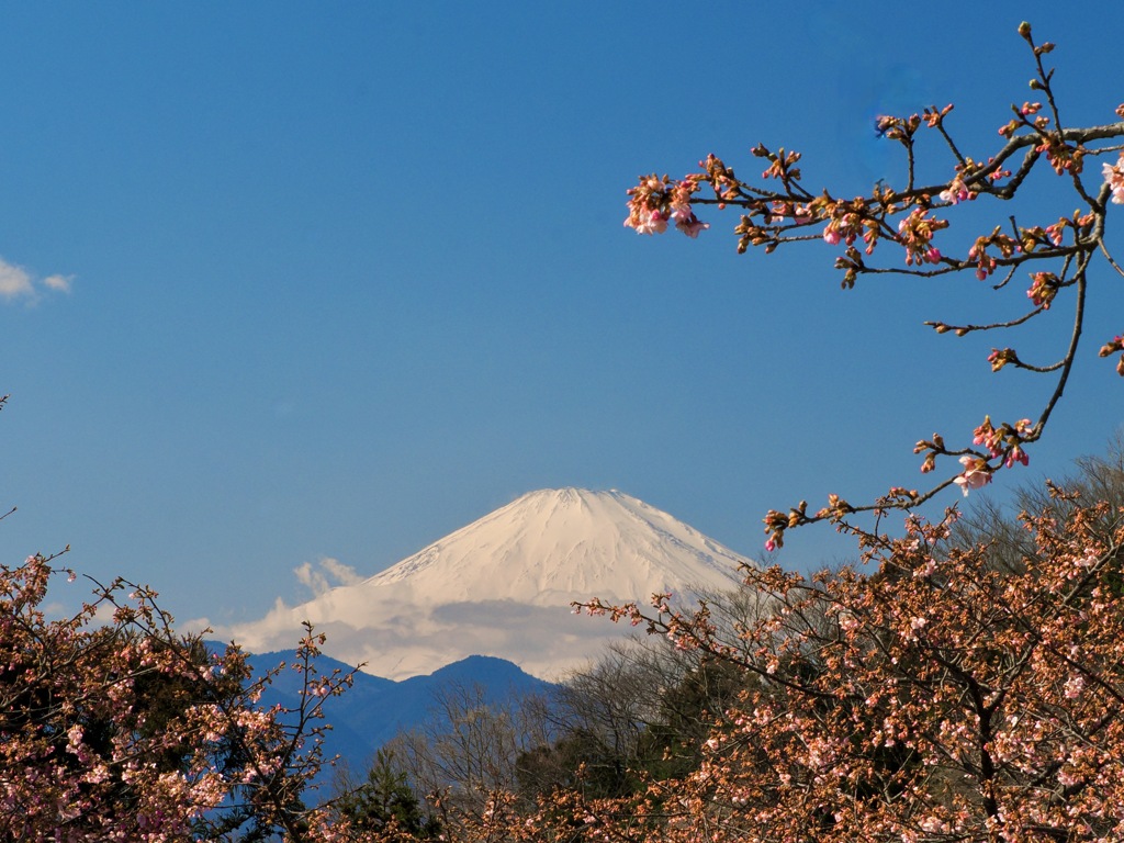 富士山と河津桜...その3