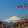 富士山と河津桜...その3