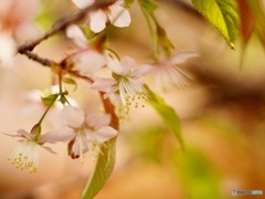 桜満開の冬