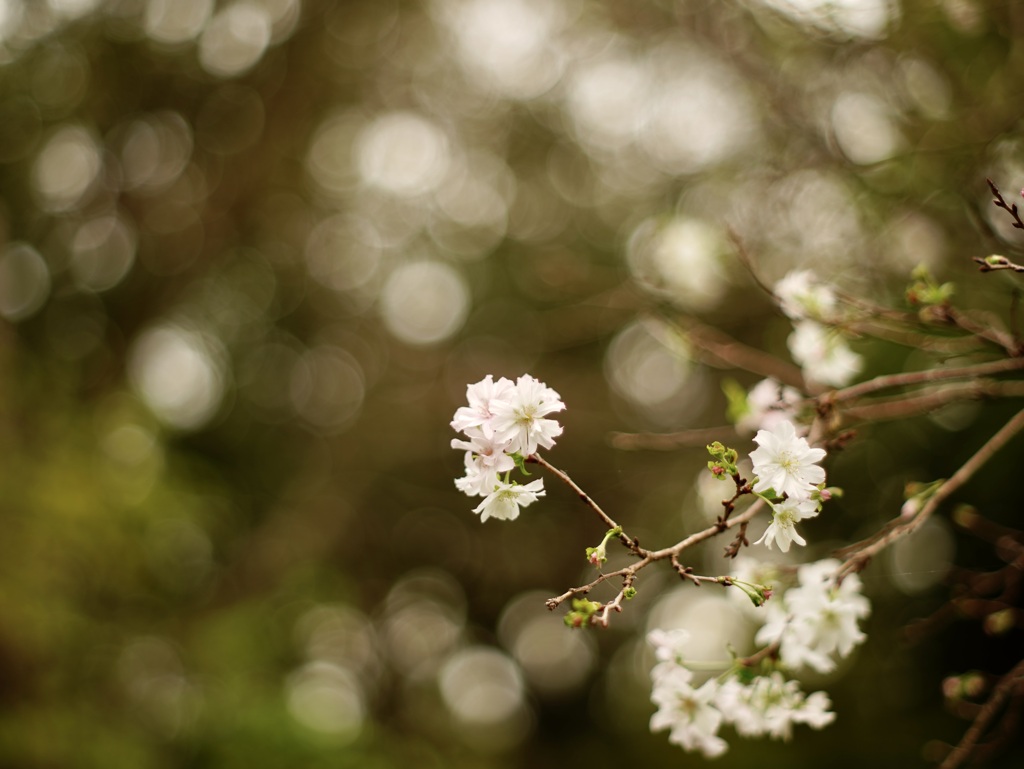 十月桜