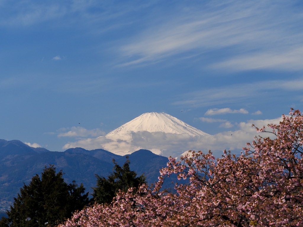 富士山と河津桜