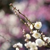 白梅