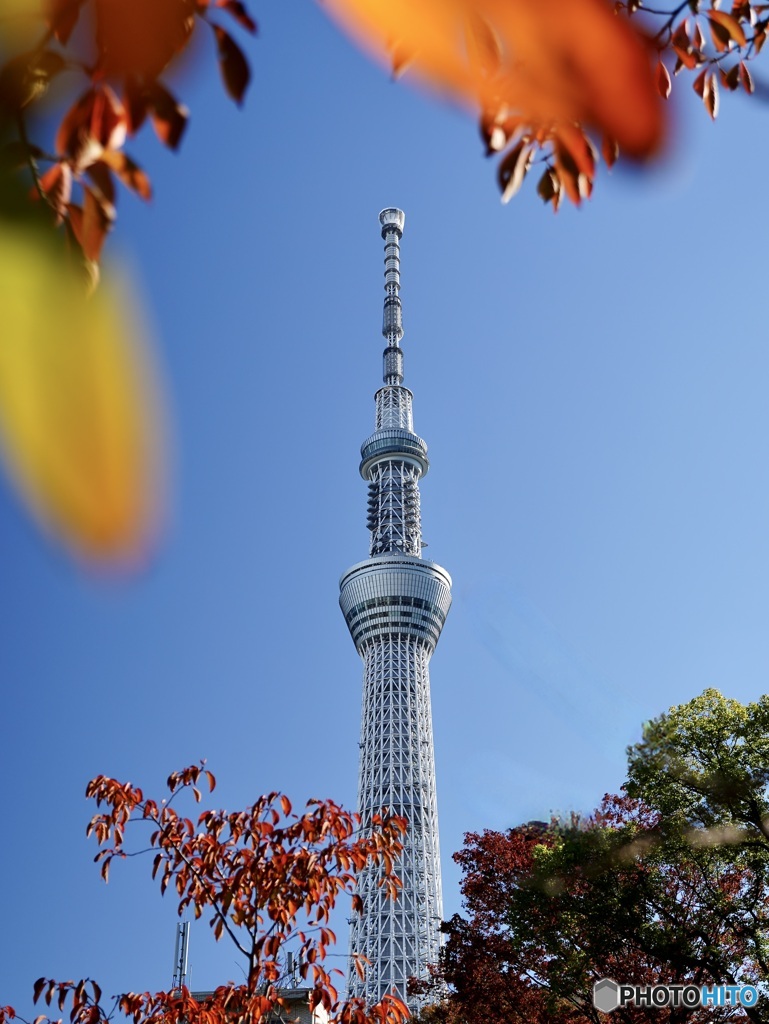 スカイツリーと紅葉