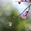 朝の紅梅