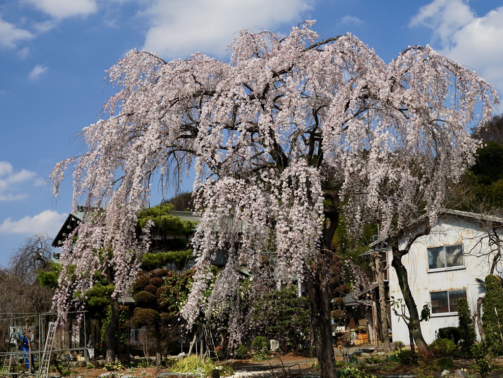 会社の前の枝垂れ桜