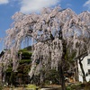 会社の前の枝垂れ桜