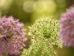 5月の花火