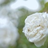 白薔薇とクモ