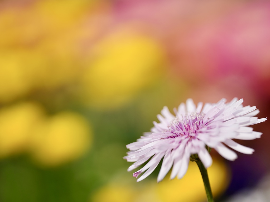 綺麗な花