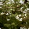 10月桜