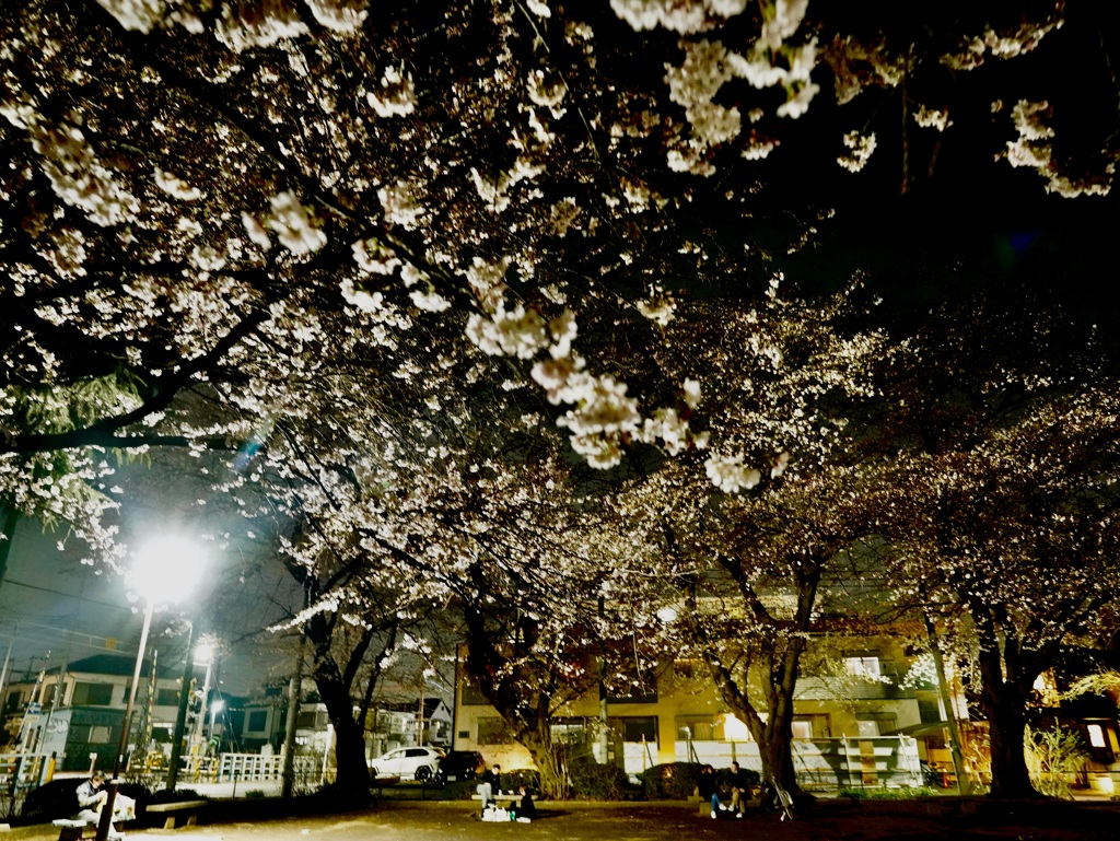 近所の夜桜