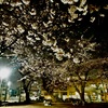 近所の夜桜