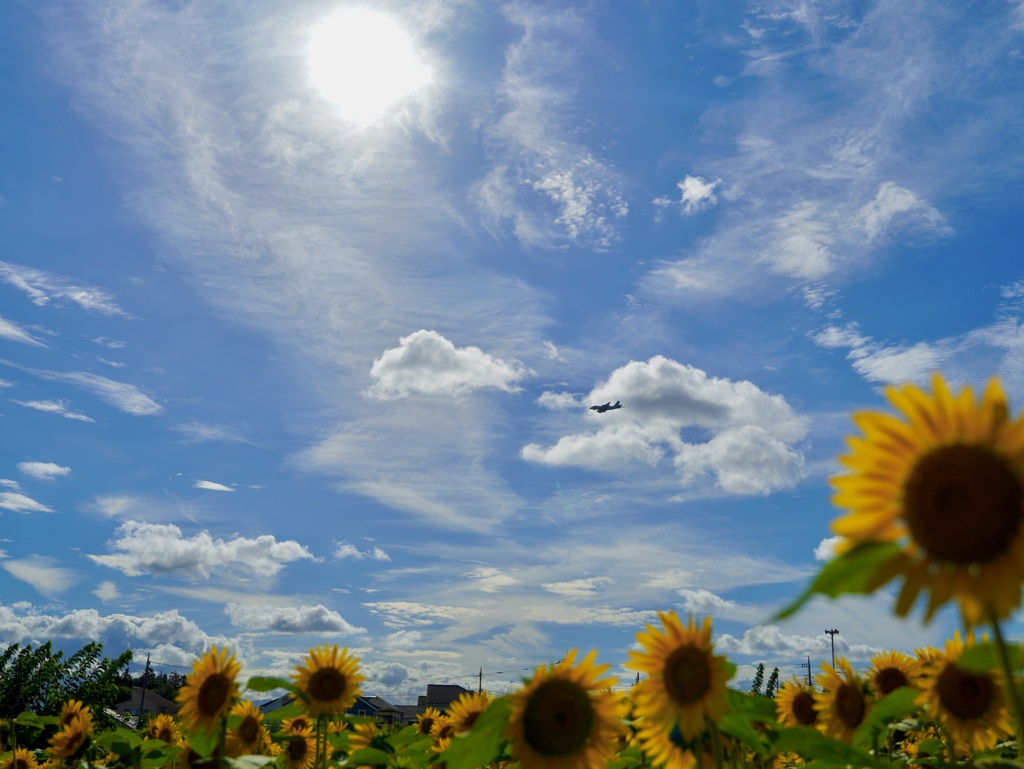 夏の空